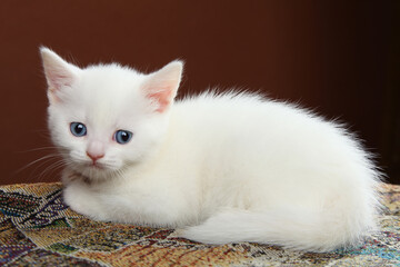 A small white kitten lies on a dark background and looks into the camera.