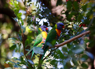 Two Australian parrots known as Rainbow lorikeet, feeding on a blossom tree in spring