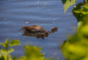 Australian common gallinule bird feeding its babies in a lake in spring in Adelaide, South Australia 