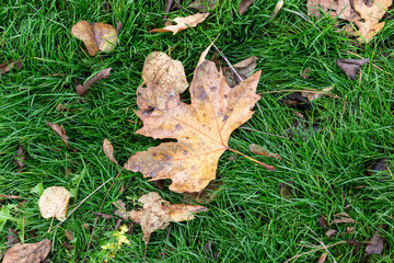 Dry autumn leaves on grass