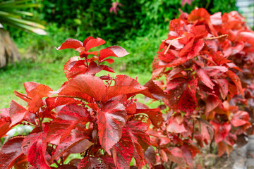 Acalypha wilkesiana, common names copperleaf and Jacob’s coat. The leaves are coppery green with...