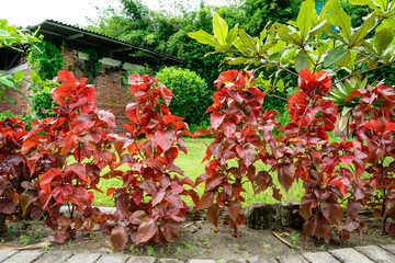Acalypha wilkesiana, common names copperleaf and Jacob’s coat. The leaves are coppery green with red splashes, giving them a mottled appearance. Selective Focus. defocus.