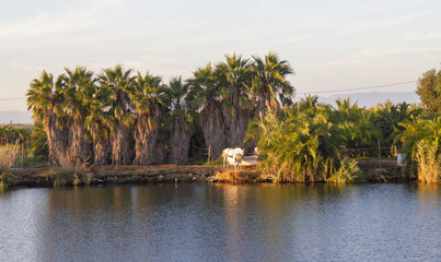 Fototapeta na wymiar paisaje de rio con palmeras, delta del rio ebro, cataluña, españa