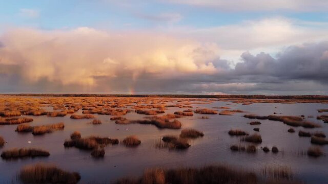 Stunning view of lake Kanieris with sun colored small reeds clumps, swans and a small rainbow in front, straight areal shot, outumn, Latvia.