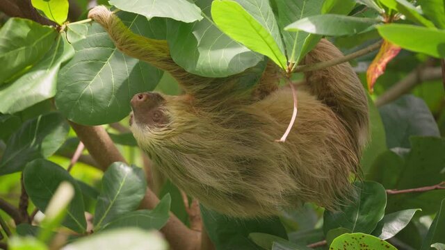 Two-toed sloth hanging upside down grabbing leaf with claws, foraging behavior