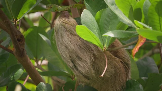 Adorable furry two toed sloth hanging from branch in tropical forest, Costa Rica