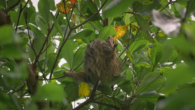 Furry two-toed sloth hanging from tree branch in tropical jungle of Costa Rica