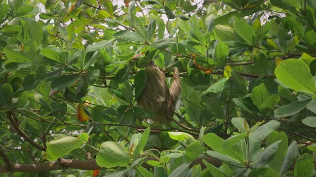 Sloth climbing on branch through lush green canopy of Central American jungle