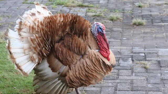 turkey in front of the house. footage of live beautiful turkey. red turkeys simultaneously give voice HD Video.