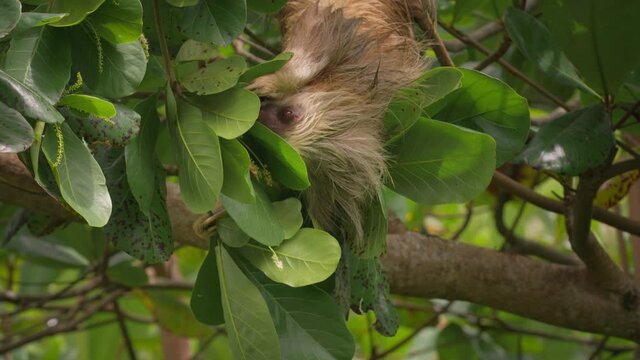 Hoffmann two-toed sloth eating fresh green leaves in tropical tree, Cahuita Park