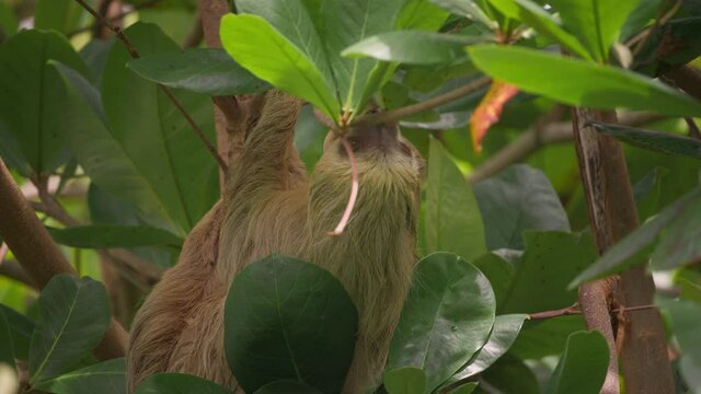 Slow moving two-toed sloth in lush jungle tree in Costa Rica, Hoffman