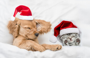 English Cocker Spaniel puppy  sleeps with cozy kitten  under warm  white blanket on a bed at home. Pets wearing red santa hats sleep together