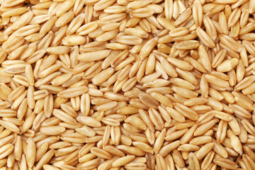 Oat grains on a white background