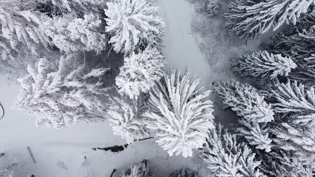 inverno neve nevicata bosco nevica natale freddo