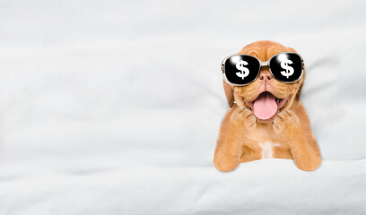 Surprised puppy wearing sunglasses with dollar sign in the eyes lying on a bed at home. Top down view. Empty space for text