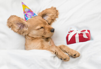 English Cocker spaniel puppy wearing birthday cap sleeps with gift box under white warm blanket on...