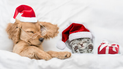 Funny English Cocker spaniel puppy wearing eyeglasses sleeps with tiny kitten under white warm blanket at home. Cute pets wearing santa hat. Top down view