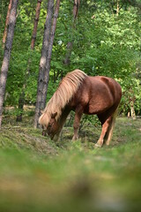 Fototapeta premium Braunes Pferd im Wald