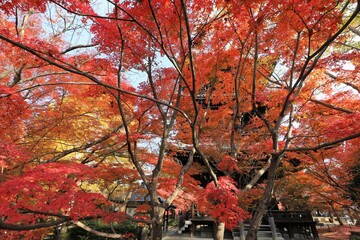京都　真如堂の紅葉
