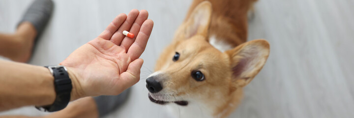 Owner hands medical capsule to small dog