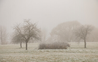 glade with trees on an autumn foggy day