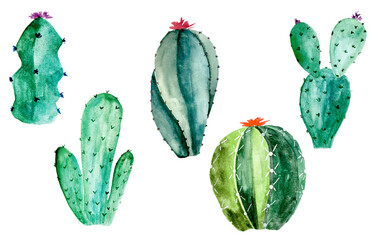 Watercolor cactus set on white. Botanic illustration of succulent and cacti