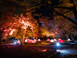 ライトアップされた紅葉と傘