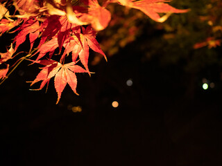 紅葉と夜景

