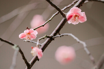 cherry blossom