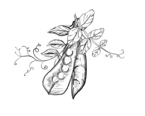 Hand drawn sketch black and white of green pea, pod, leaf. Vector illustration. Elements in graphic style label, card, sticker, menu, package. Engraved style illustration.
