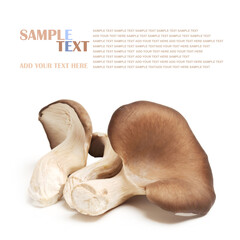 Fototapeta premium oyster mushrooms on a white background