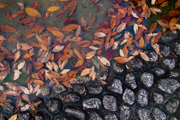 落ち葉と石のパターンが面白い。