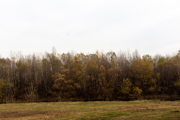 Landscape near to a river with trees and sky with dense clouds