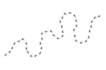Worker ants trail line flat style design vector illustration isolated on white background. Top view of ants bug road trail marching in the line row. Pest control or insect searching concept.