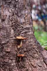 日本・京都の森に生えるキノコ