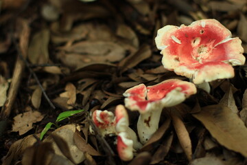 日本・京都の森に生えるキノコ