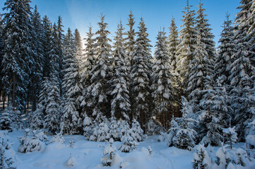 Obraz na płótnie Canvas Spruce covered with snow, Pokljuka, Slovenia
