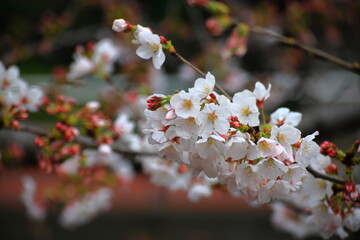 石神井川沿いの桜の景色
