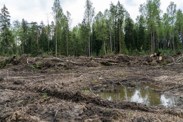 a section of forest after deforestation, the concept of deforestation. A pile of wooden logs, cut down and stacked. Cut branches and tree trunks after the destruction of the forest