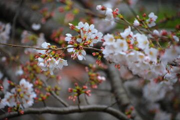石神井川沿いの桜の景色