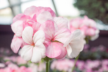 Cute realistic close-up isolated pink and white pelargonium flower in macro photography
