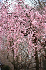 満開のピンクが美しい枝垂桜