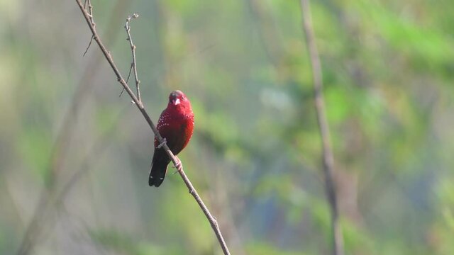 Red Avadavat bird singing on rice paddy field in Thailand and Southeast-Asia.