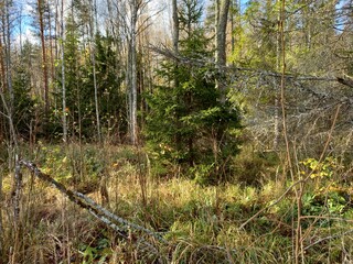 Lonely spruce in a deep forest