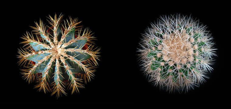 Two spiny cacti top view, isolated on black background