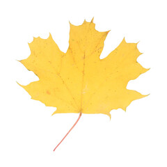 isolated autumn yellow maple leaf