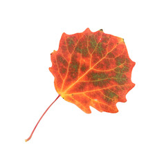 isolated autumn red aspen leaf