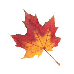 isolated autumn  red yellow maple leaf