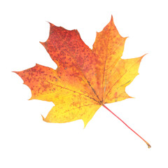Naklejka na ściany i meble isolated autumn red yellow maple leaf
