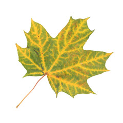 isolated autumn yellow green maple leaf